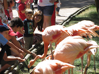 Los animales interactúan con los visitantes del Zoo Aquarium de Madrid. En este caso son los Flamencos