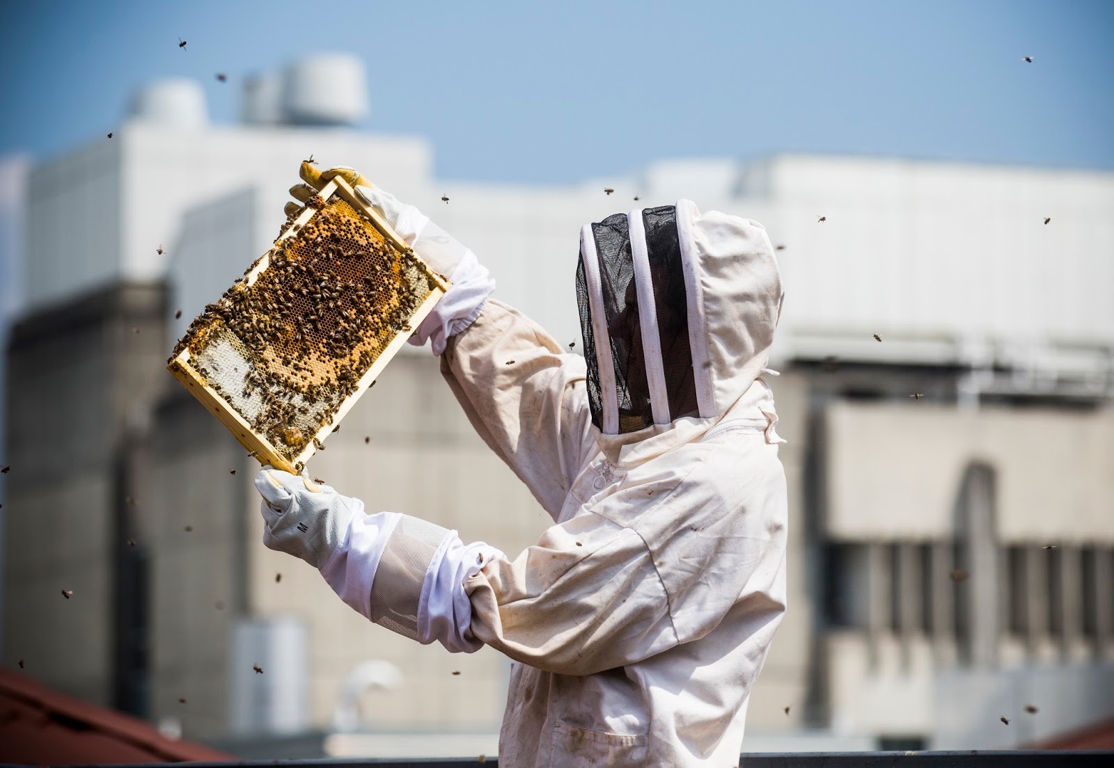 Plan bee. Пчеловодство. Отводок пчел. Центр развития пчеловодства. Пчеловоду инструкция.