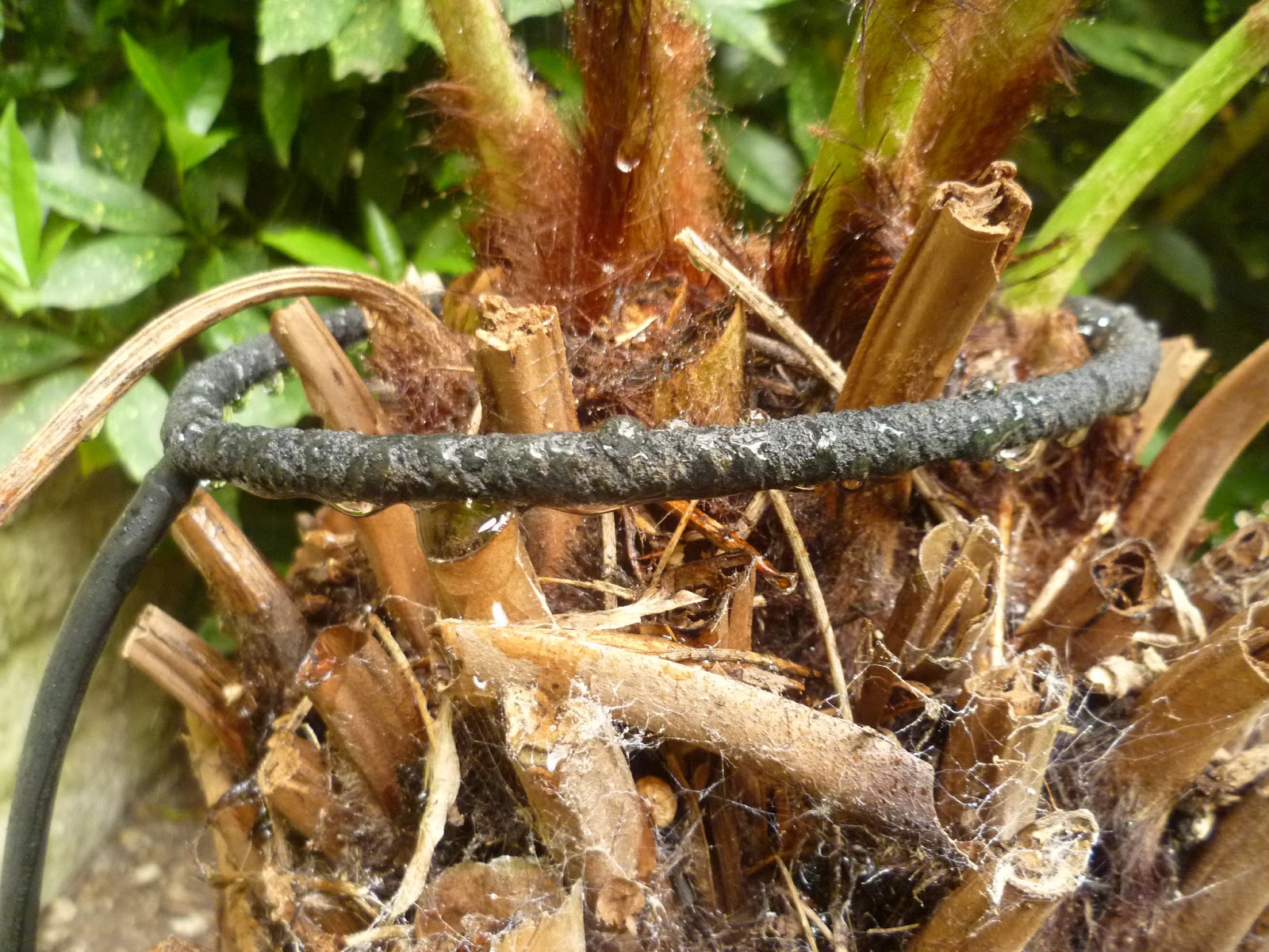 Worcester College Gardeners 20092018 A New Irrigation System For The