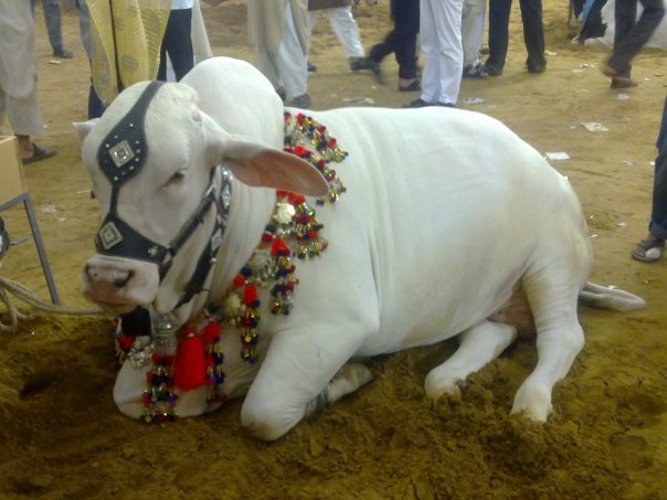 Bakra Cow 2014 Qurbani Janwar Pictures 2013 - HD Pictures 2014 ...