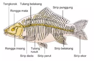 Anatomi ikan mas