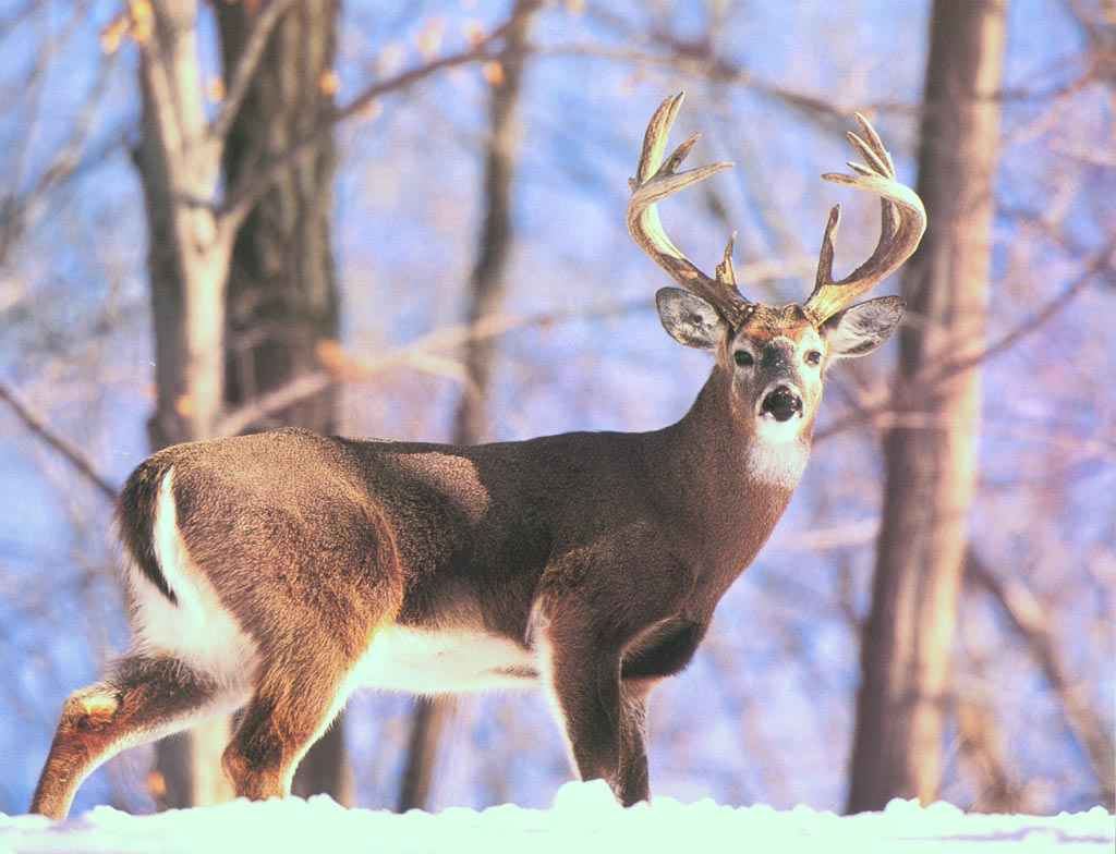 Deer Wallpapers - Pets Cute and Docile