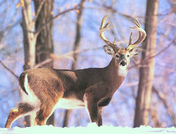 deer wallpapers buck hunting whitetail bucks animals tail snow fun winter wiki tailed