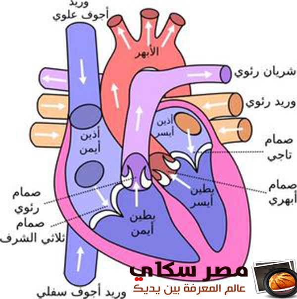  مما يتكون الجهاز الدورى  Circulatory system