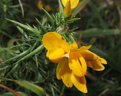 Flores amarillas de Ulex europaeus