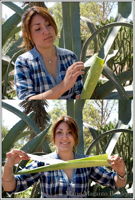 "Agave, el Hilo de Pita-1"
