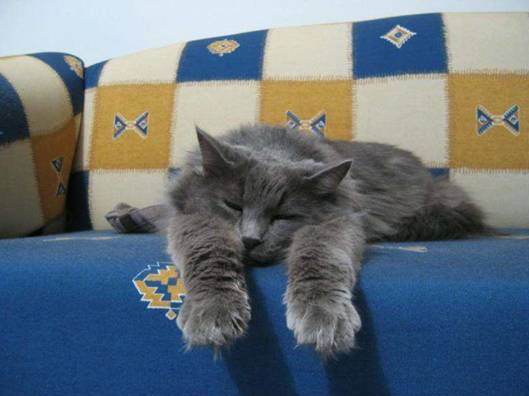 gatos-cardiomiopatía-hipertrófica-causas-cuidados