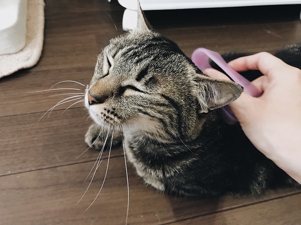 ラバーブラシでブラッシングされているキジトラ猫
