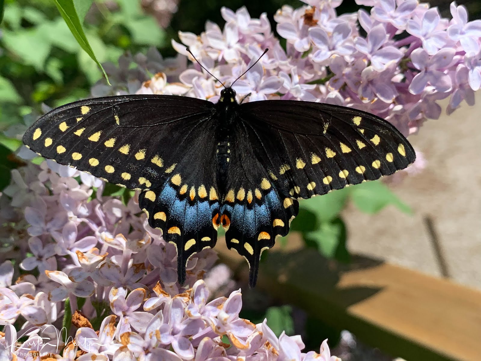 Ontario Butterflies SelfPropelled Flowers Nature Notes Blog