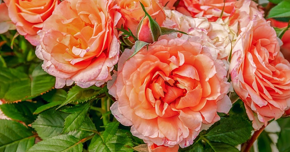 Ordering Roses in Bulk Is Much Better for Special Events