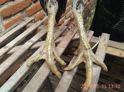 Babon Sisik Beras Wutah Pukul Mati Babon Sisik Beras Wutah Pukul Mati