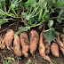 How to Grow The Best Sweet Potatoes