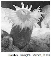 Ciri-Ciri Klasifikasi dan Contoh Spesies Hewan Anggota Filum Cnidaria Kelas Hydrozoa dan  Anthozoa dari Kingdom Animalia