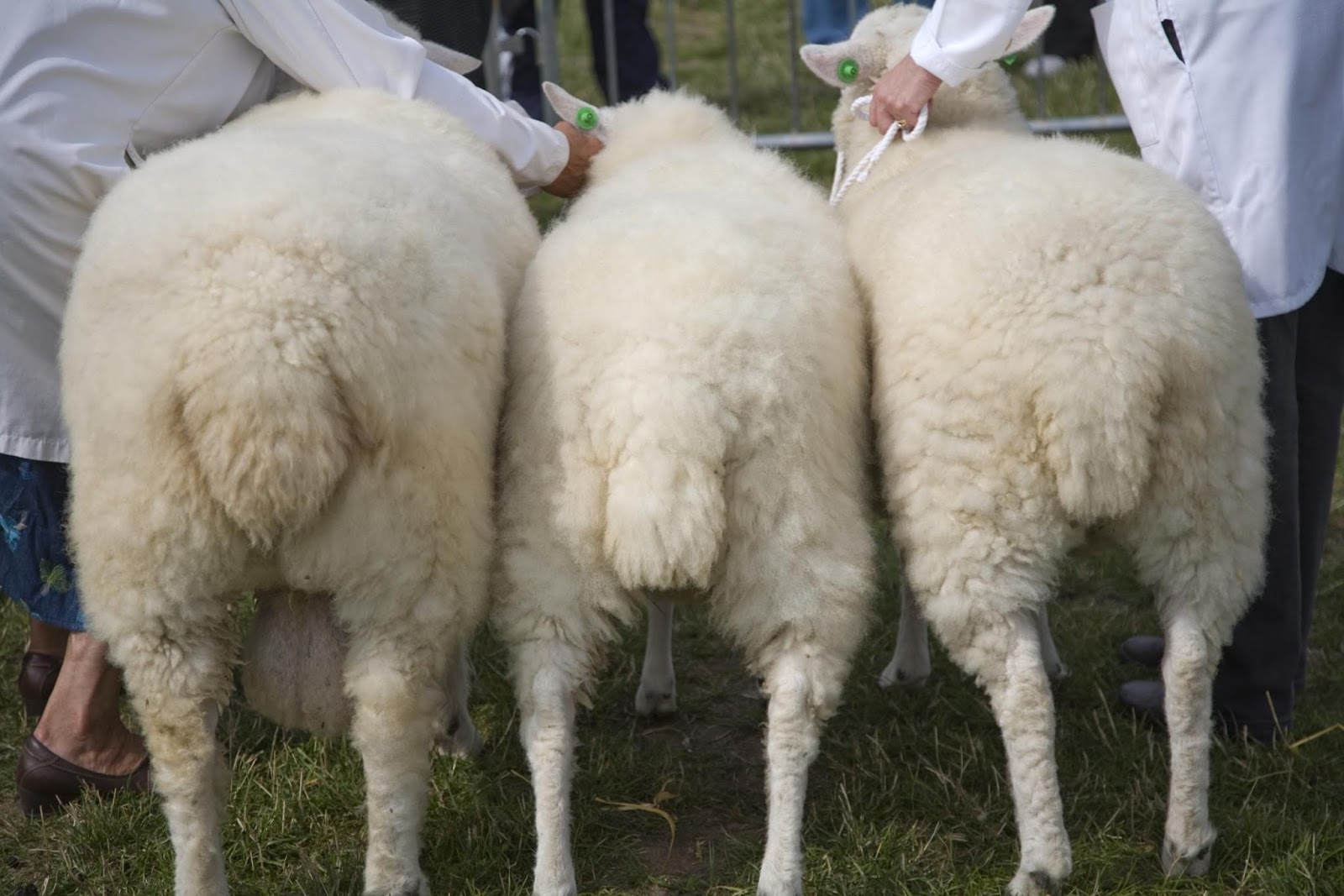 wool giving animals Scribd india