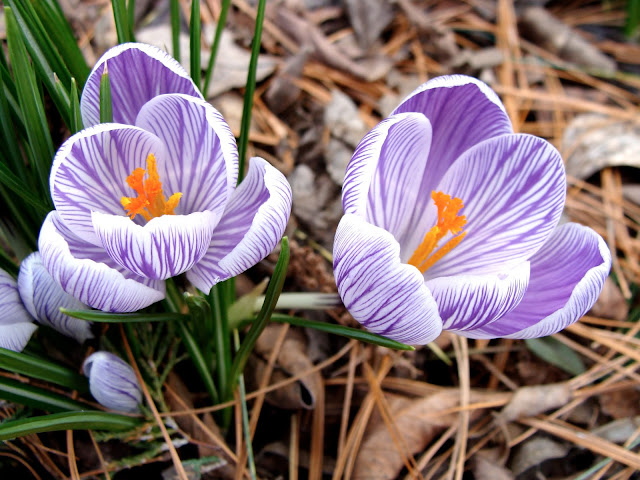 early spring purple striped crocus photography