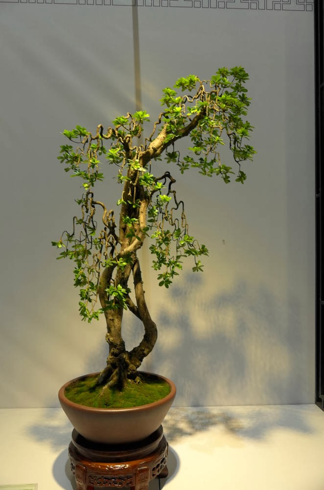 Yang Hsiu Bonsai 楊修: 2013