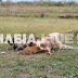 [Eλλάδα]Ηλεία: Κεραυνός σκότωσε… αγελάδες - Μεγάλες οι ζημιές από την κακοκαιρία (Photos)