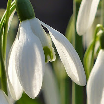 http://wild-flowers-of-europe.blogspot.nl/2015/02/galanthus-nivalis.html