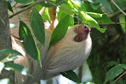 Unlike the monkeys the sloth stayed for most of the day, hanging in the tree . two toed sloth 