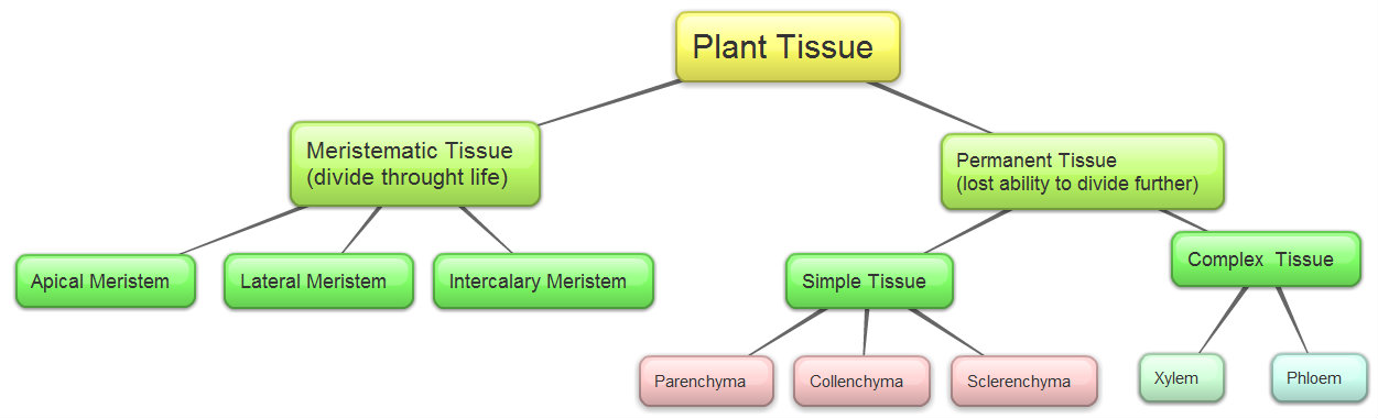 CBSE Papers, Questions, Answers, MCQ ...: CBSE Class 9 - Biology - CH6 -  Tissues (Set-1)