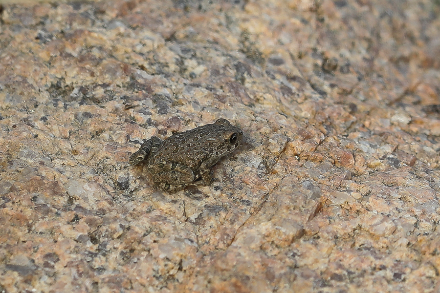 Arabian Skittering Frog