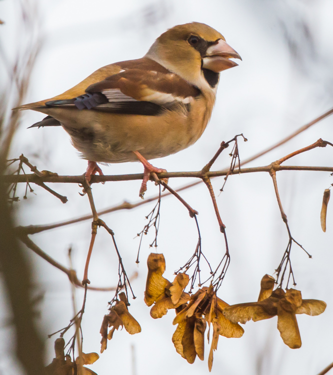 Barnsley Bird Sightings Broomhill Flash Hawfinch 24122017