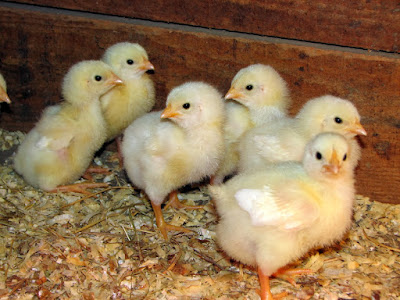 Chicks huddling