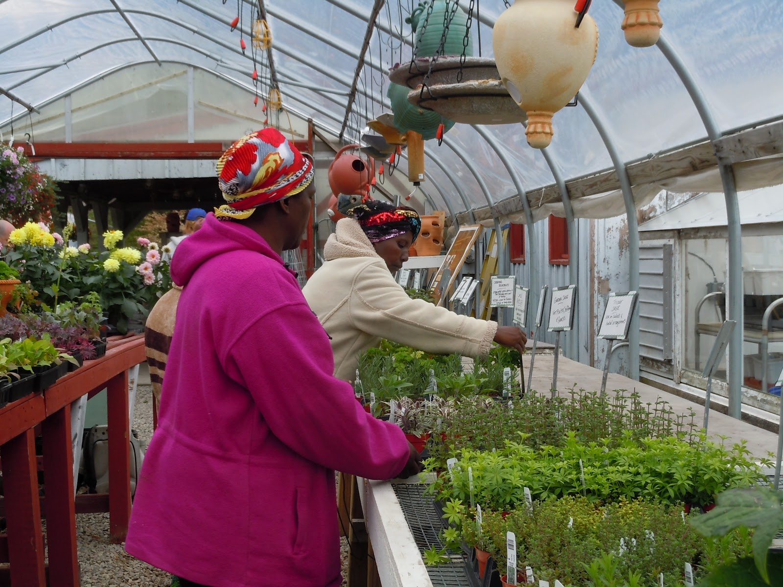 The Bedford Greenhouse Project Seedlings for Sale COME BUY YOUR PLANTS