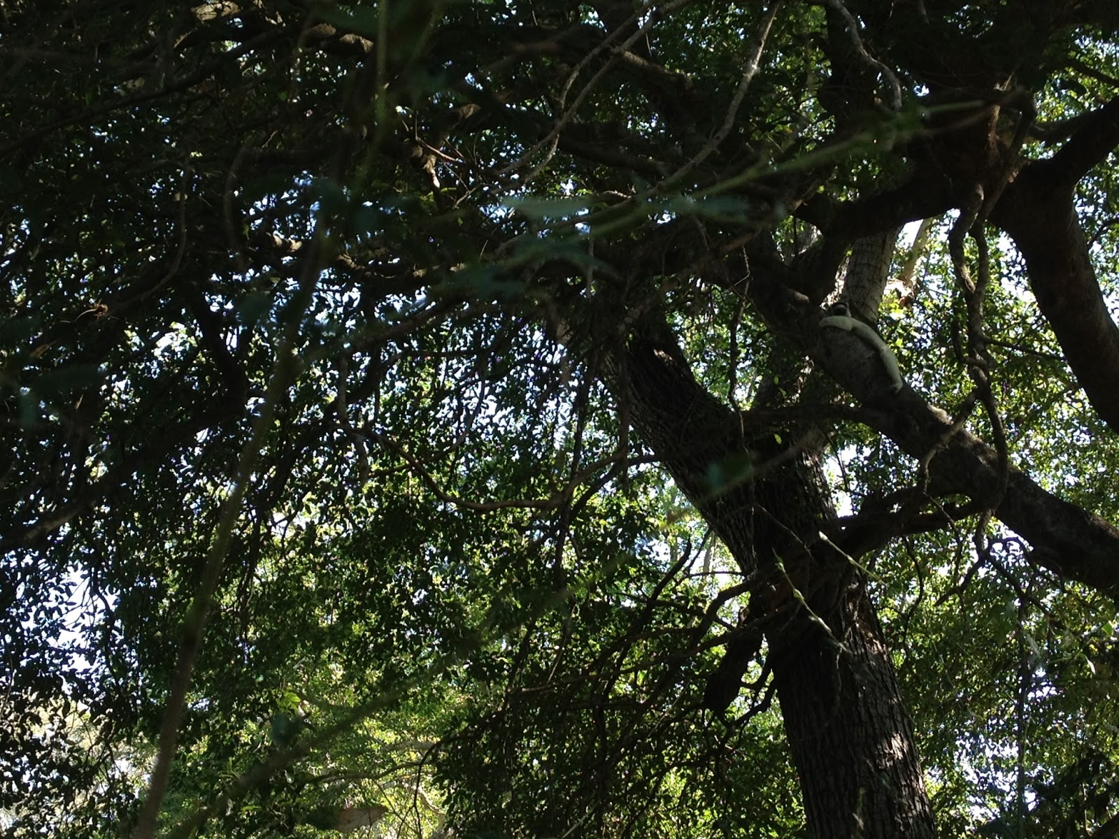 Let's Talk Primates: 2013
