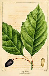 Free Botanical illustration Books. Read online or download.