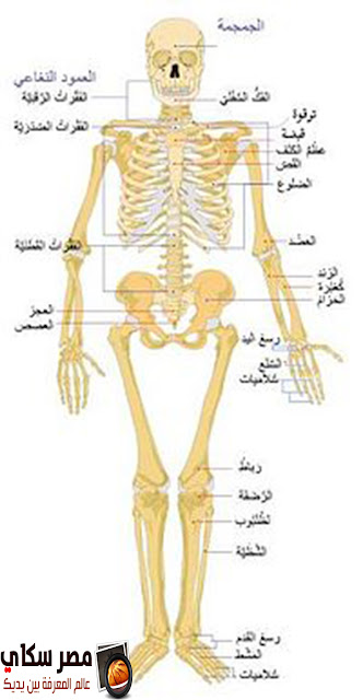 تعرف على تكوين الجهاز الهيكلى Skeletal system 