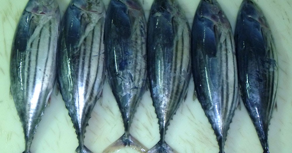 About Skipjack Tuna Fish Biology and Habitat Tuna Skipjack Frozen