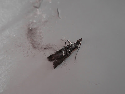 Plodia interpunctella, Moth - Dead