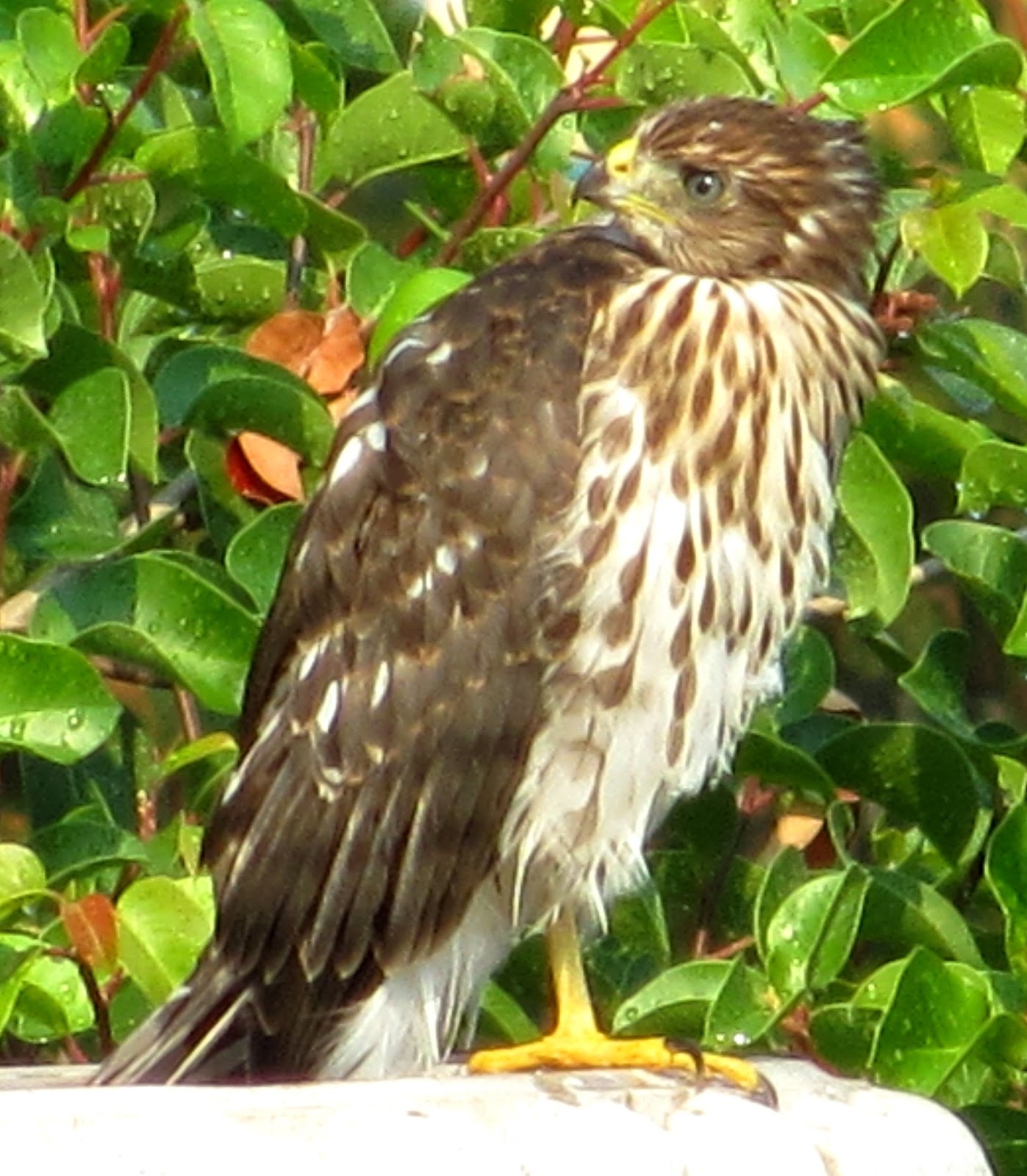 Cannundrums Cooper's Hawk