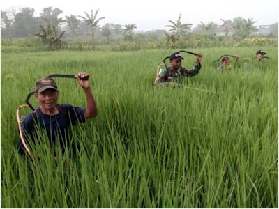 BABINSA BENDO PENDAMPINGAN PENYEMPROTAN TANAMAN PADI
