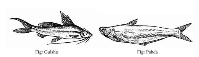 Tips For Agriculture Method Of Ompok Pabda And Gulsha Fish Culture