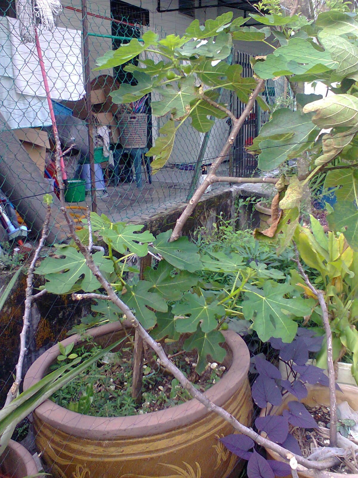 Image Result For Anak Kos Belakang Image Result For Anak Kos Belakang