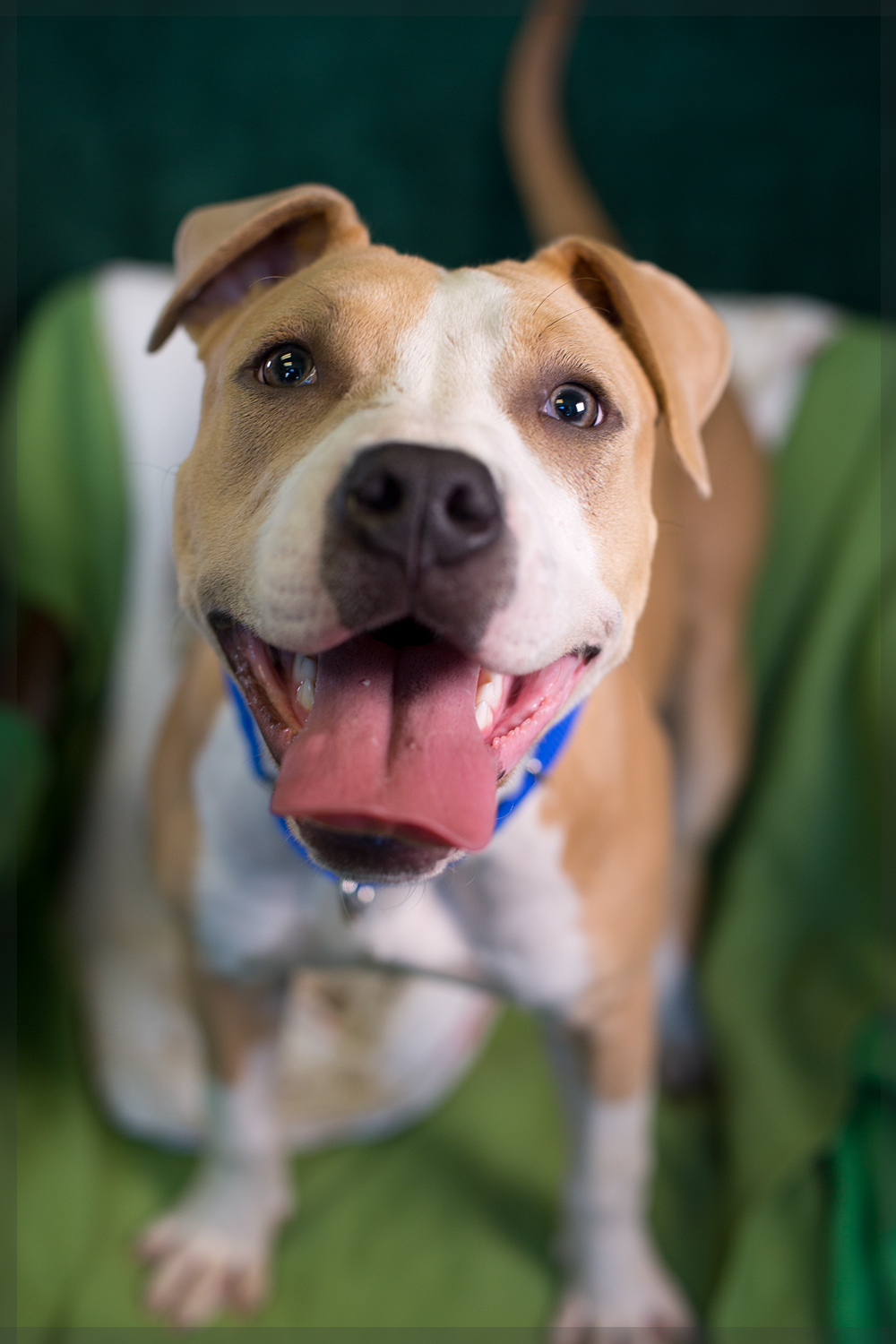 shelter dogs of portland