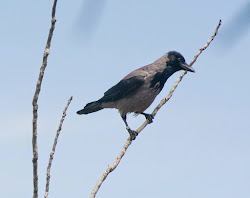 angela crow knesset israel
