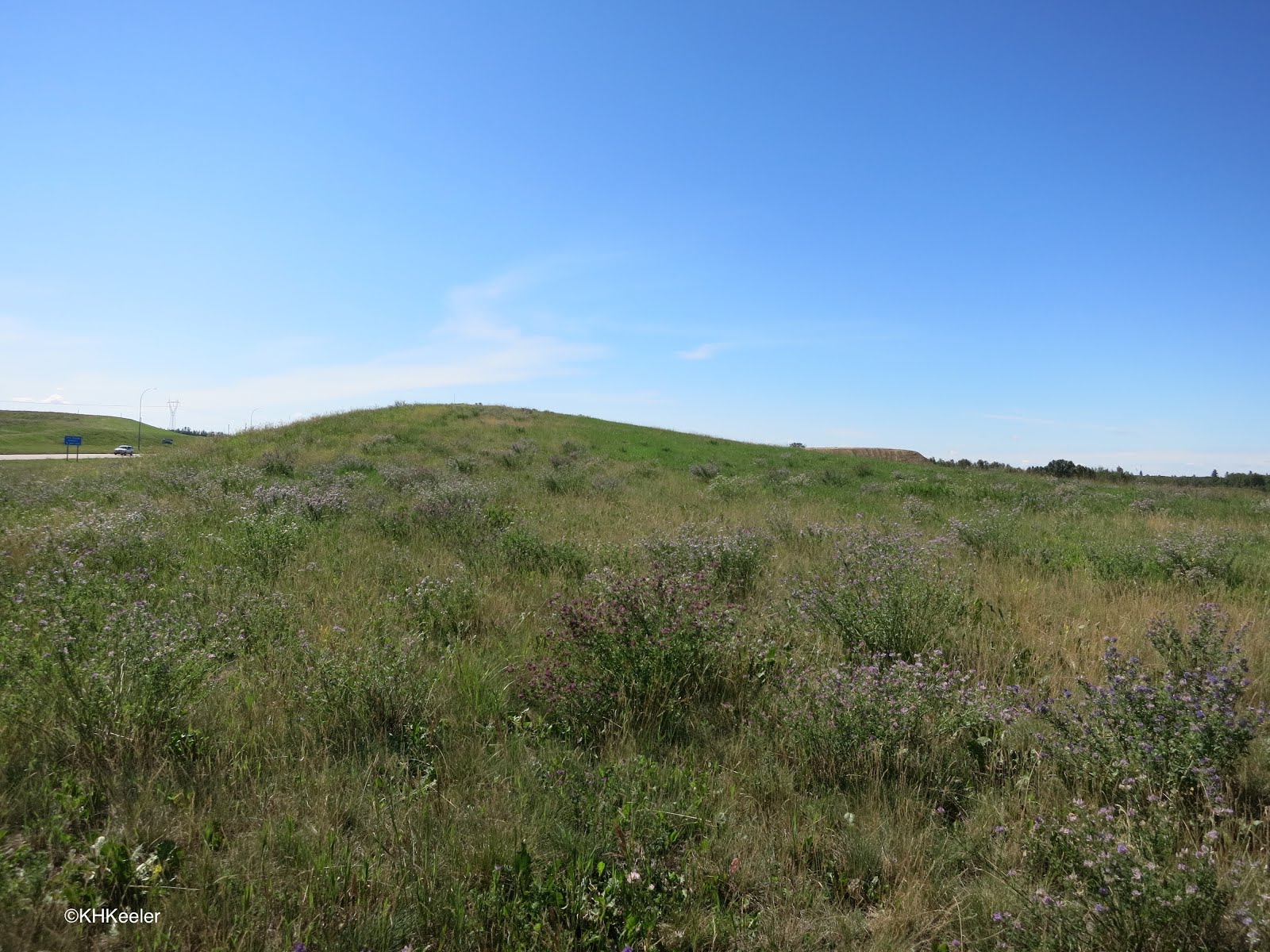 A Wandering Botanist Visiting AlbertaCattail Marshes and Flyways