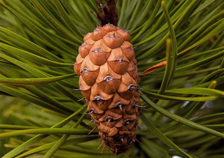 Trees Pinus Contorta Lodgepole Pine