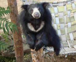 are bears nocturnal are bears nocturnal