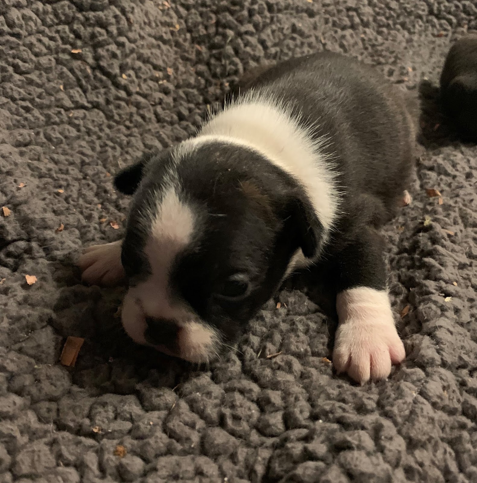 B & C Kennels French Bulldogs & Frenchtons