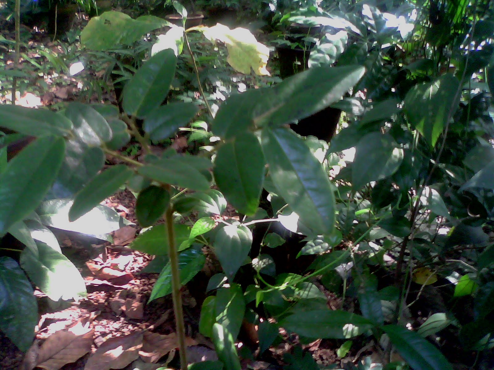 Rare Ayurvedic Plants very rare plants