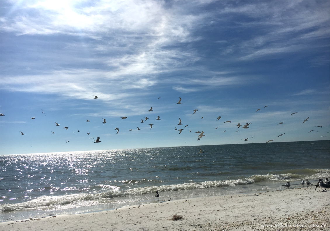 Florida Marco Island Beach / Strand Birdwatching