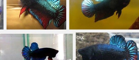 Pecinta Ikan Hias Laga Aduan? Ini Dia Tips Membeli Ikan Cupang Kualitas Juara