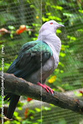 birds bird asian southeast park goes jurong nest merlion wayfarer aviary