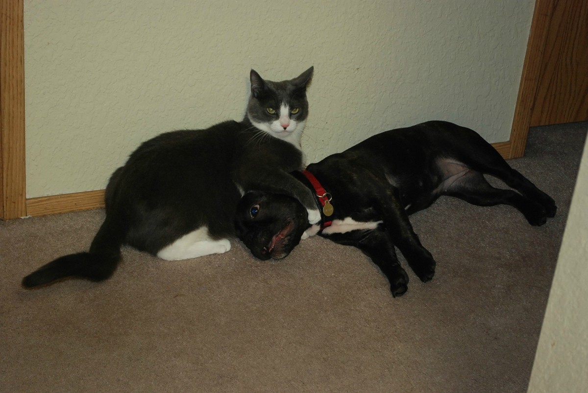 Cats and dogs get along (35 pics) Amazing Creatures