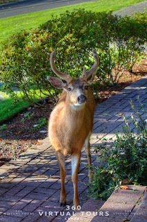 Deer Pender Island Poets Cove