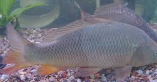 Tips Cara Membuat Umpan Mancing Ikan Mas Untuk Lomba